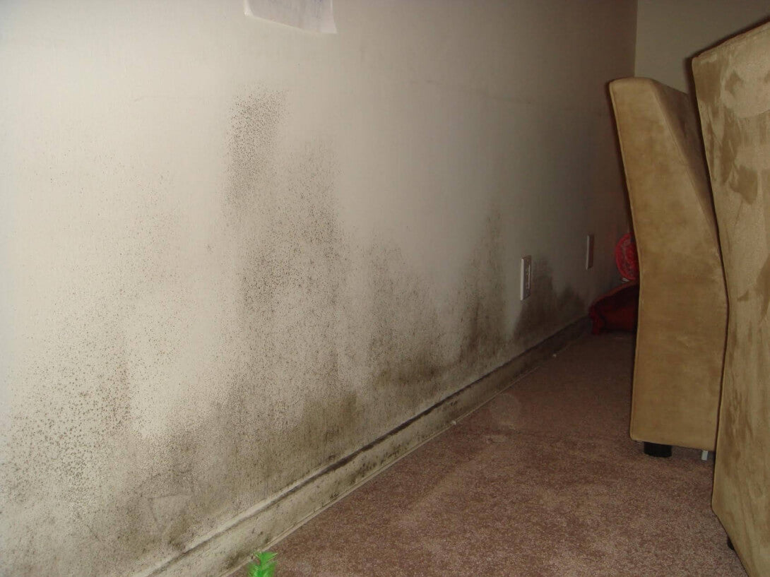 Toxic black mold on wall